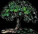 GreenleafTree.jpg image by Ancespiration